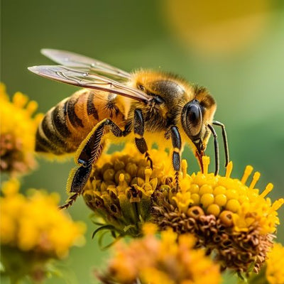 The Science Behind Bee Pollen: What You Need to Know