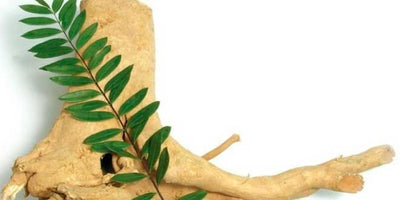 Choosing the Best Tongkat Ali Supplement: A Comprehensive Guide