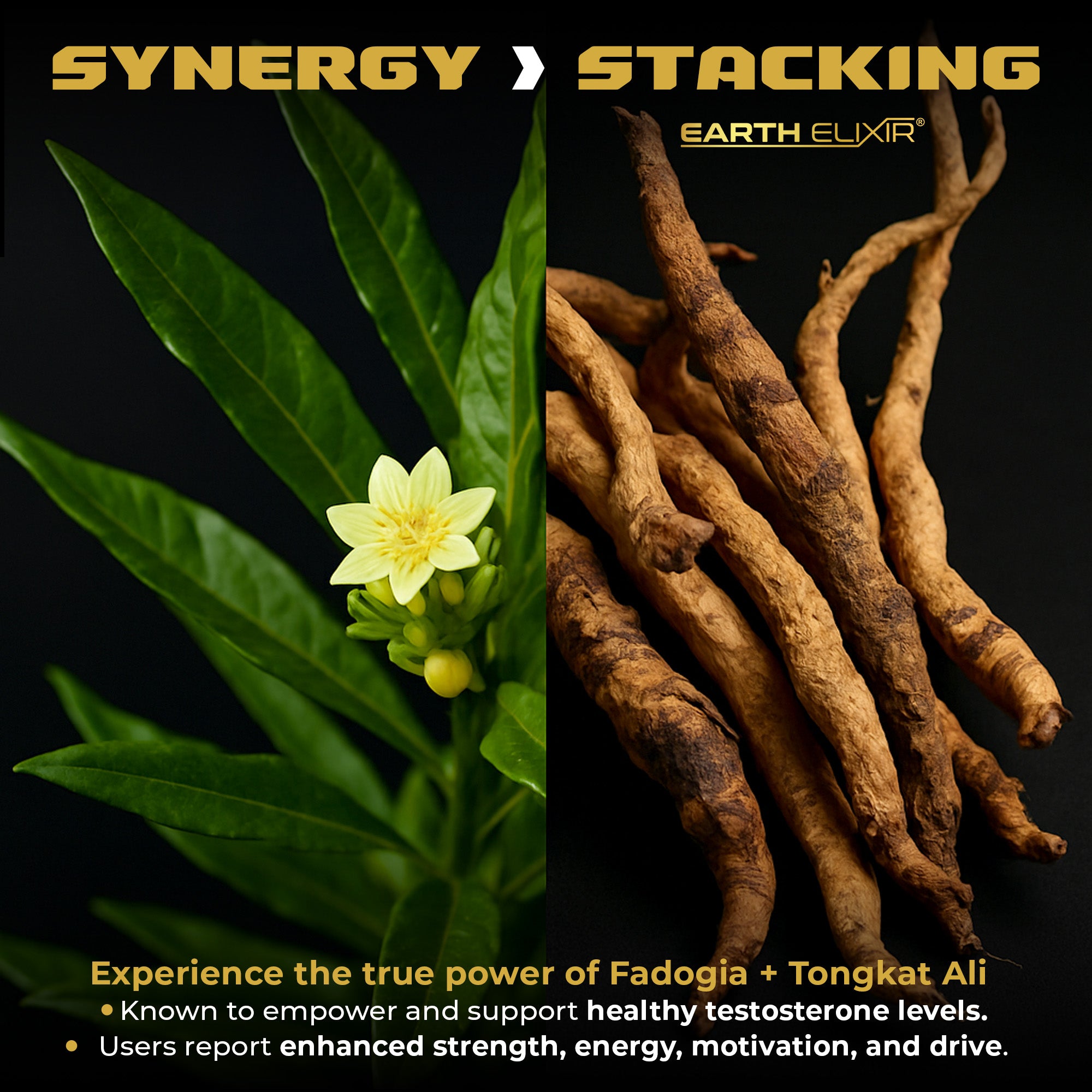Fadogia Agrestis and Tongkat Ali